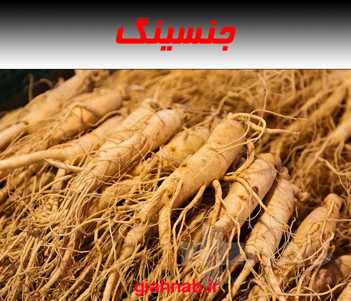 جنسینگ