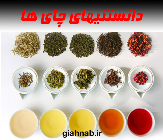 دانستنیهای چای ها